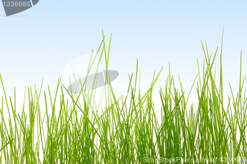 Image of grass