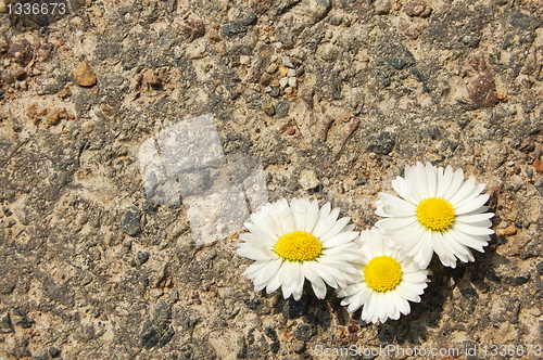 Image of daisy