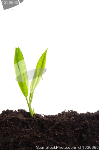 Image of young plant on white