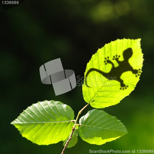 Image of green jungle leaf and gecko