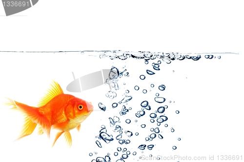 Image of goldfish