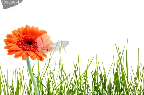 Image of isolated grass and flower