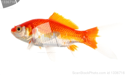 Image of goldfish