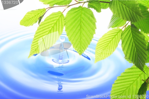 Image of green leaf and water drop