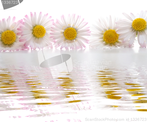 Image of flowers