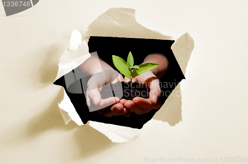 Image of hole in paper and plant in hands