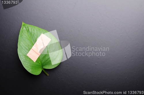Image of ecology