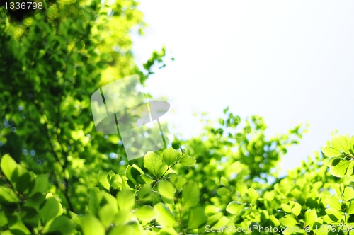 Image of leaves and copyspace