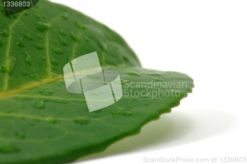 Image of leaf with water drops after rain