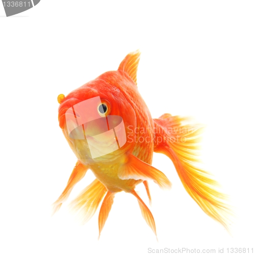 Image of goldfish