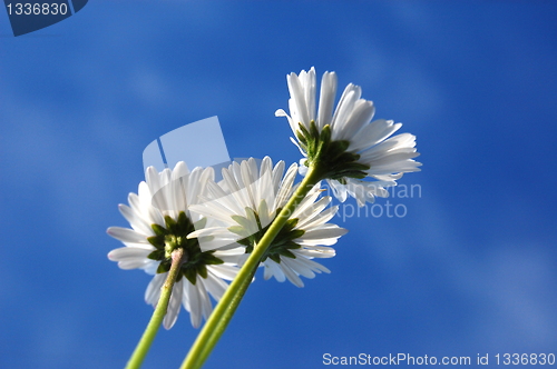 Image of daisy under blue sky