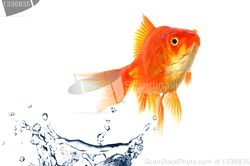 Image of goldfish