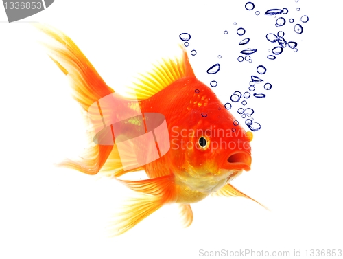 Image of goldfish and bubbles