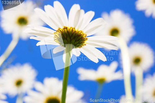 Image of daisy flower in summer