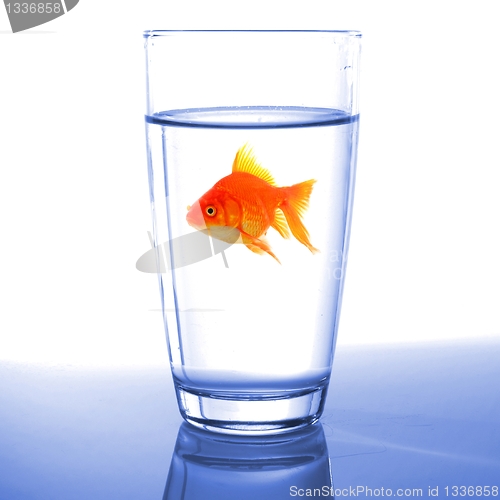 Image of goldfish