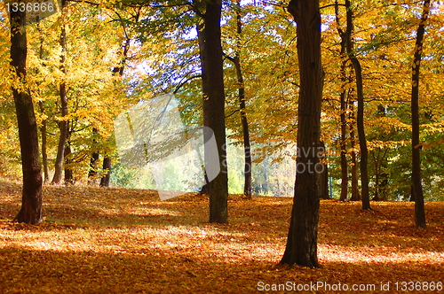 Image of forest and garden with golden leaves at fall