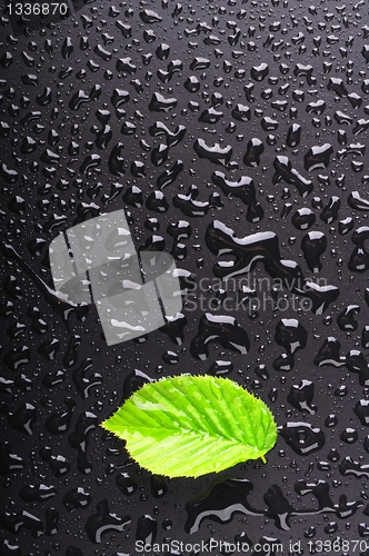 Image of leaf and black background