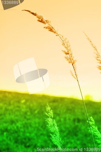 Image of meadow in vibrant abstract colors