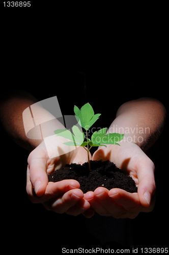 Image of young plant with soil in hands