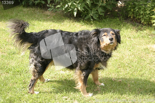 Image of dog sniffing the air