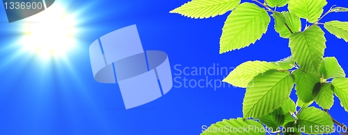 Image of green leaves