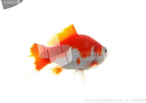 Image of goldfish