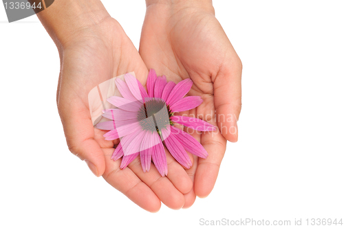 Image of Hands of young woman holding Echinacea flower