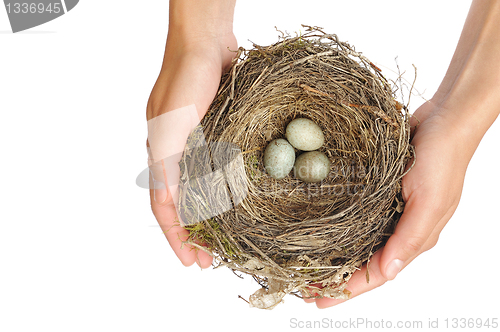 Image of Young woman holding blackbird nest over white background