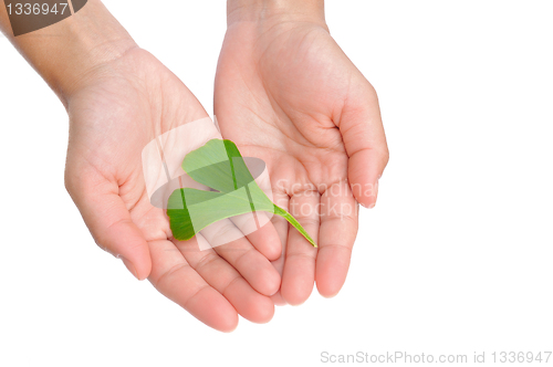 Image of Hands of young woman holding ginkgo leaf