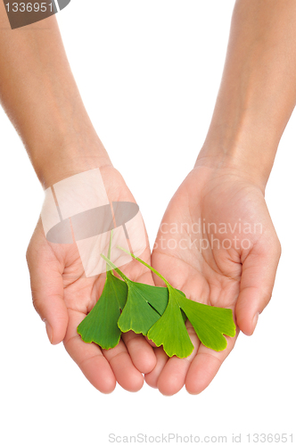 Image of Hands of young woman holding ginkgo leaf