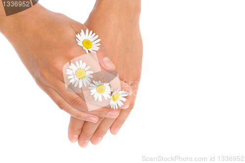 Image of Hands of young woman with chamomile flower heads