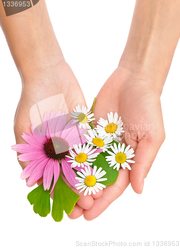 Image of Hands of young woman holding herbs – echinacea, ginkgo, chamomile