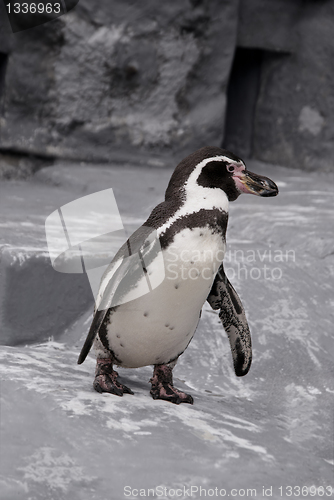 Image of Walking Penguin