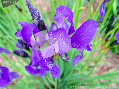 Image of iris flower with water drops