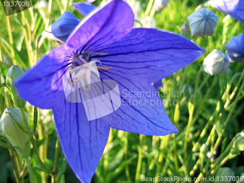 Image of closeup of beautiful blue flower