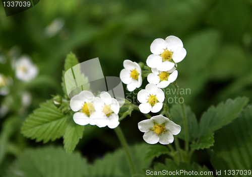 Image of wild strawberry flowers