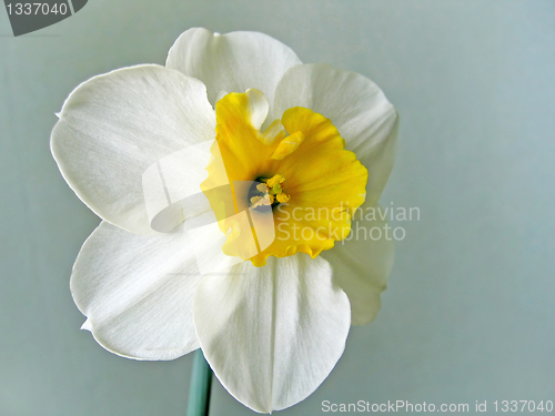 Image of flower of white daffodils (narcissus)