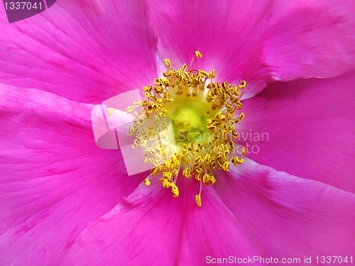 Image of dog rose close up background