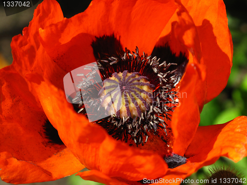 Image of blooming red poppy close up   