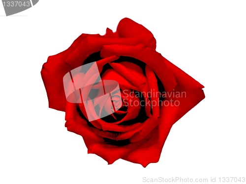 Image of beautiful red rose