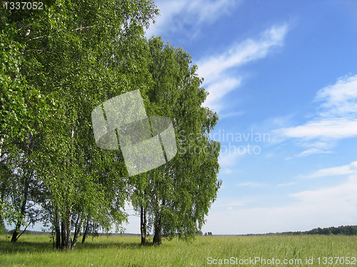 Image of summer landscape