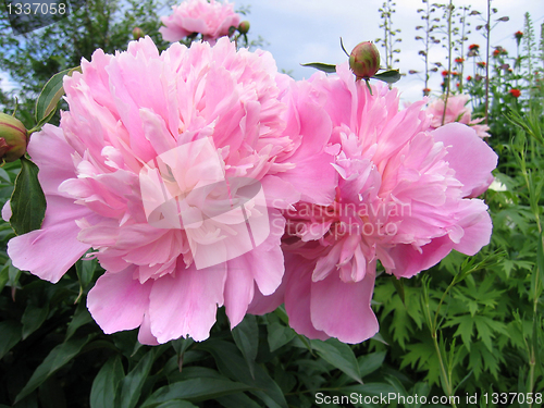 Image of pink flowers of peony 