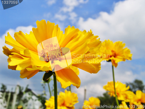 Image of yellow flowers in sammer garden