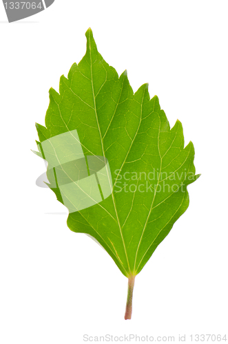 Image of Hibiscus leaf