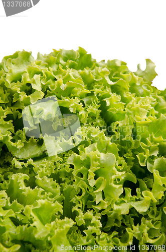 Image of Lettuce salad leaves