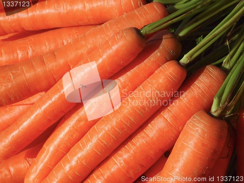 Image of Carrots 