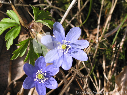 Image of Hepatica