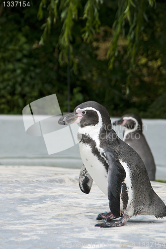 Image of Magellanic Penguin