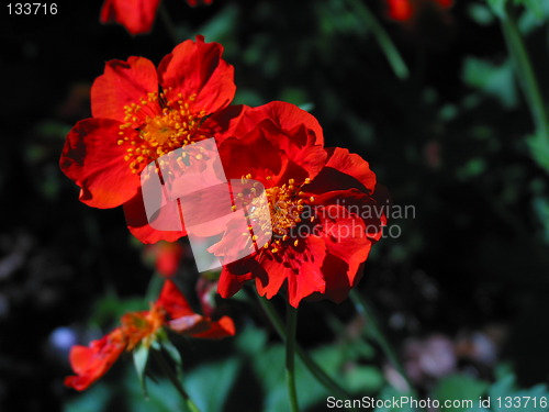 Image of red flower