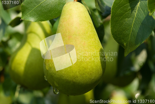 Image of Pears.